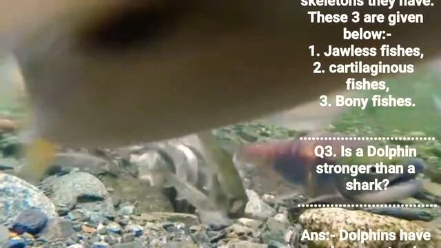 |Facts about fish|मछली के बारे में जानकारी|कितने तरह के मछली पाए जाते हैं।|शार्क और डॉल्फिन|