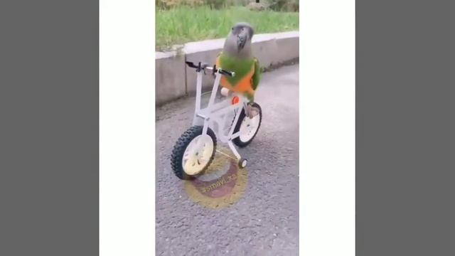 Попугай на велосипеде