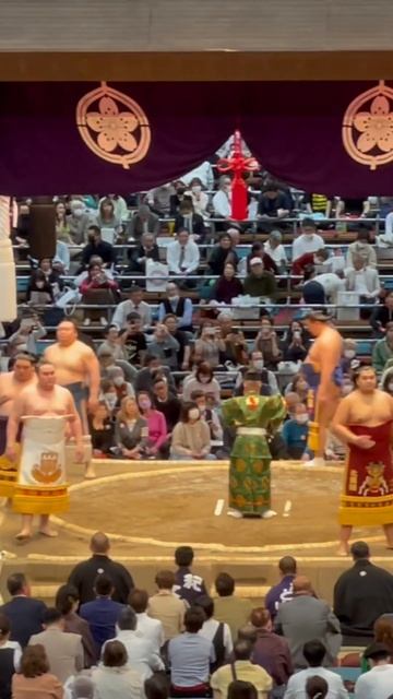 Amazing sumo line up! #japan #travel #sumo #shorts #explore