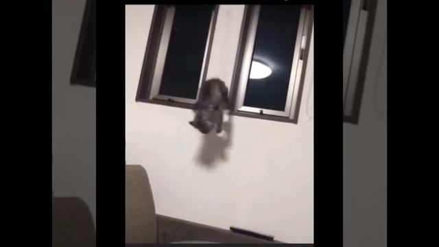 Кот повис на веревочке от жалюзи