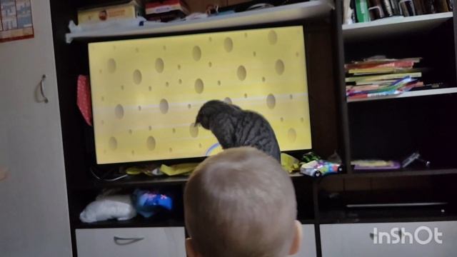Видео для кошек.mp4