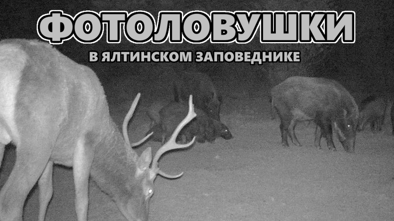 Фотоловушки в Ялтинском заповеднике