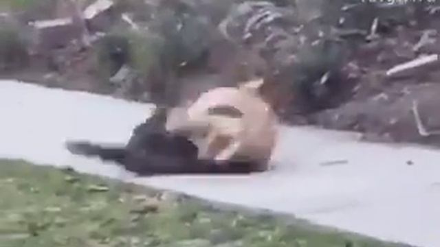 СПОРТ каратэ котян!