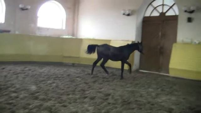 Вивальди, 2016 г.р. ПРОДАЖА ЛОШАДЕЙ