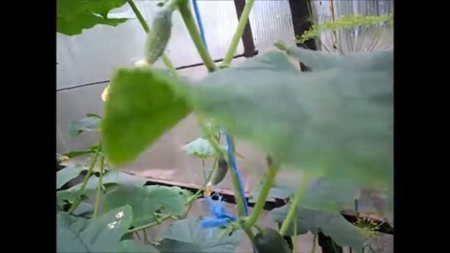 Обзор моих грядок. Июнь. Часть 2, огурцы