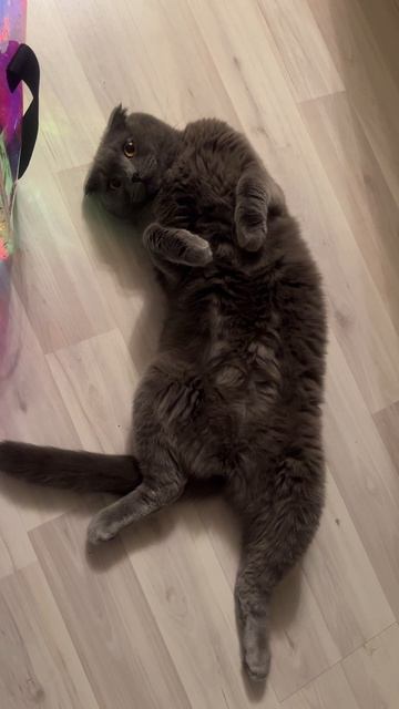 🔴 КОТ СМОКИ🔴