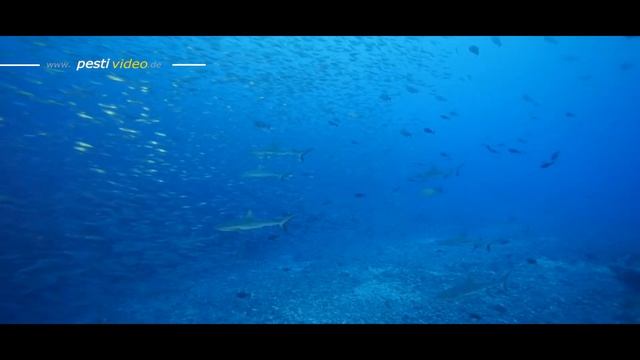 Diving paradise - French Polynesia