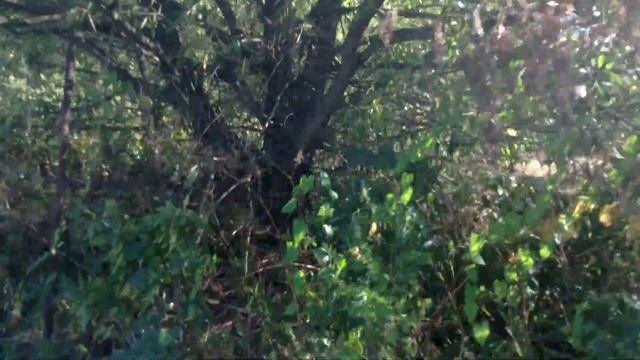 Дарт вейдер в реальной жизни 2