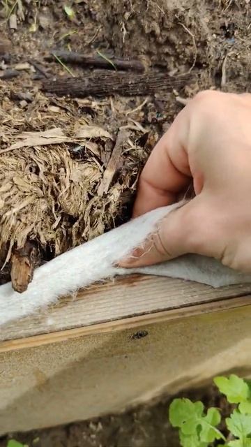 Показываю как обустроил малинник) #Shorts