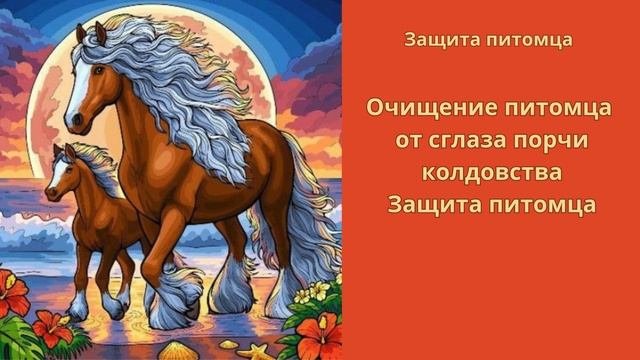 Очищение питомца от сглаза порчи колдовства.