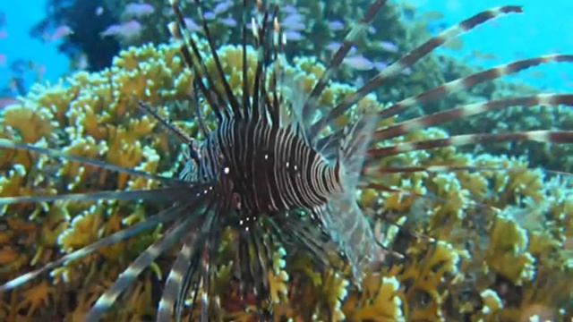 Дайвинг на Боракае (Boracay diving).wmv