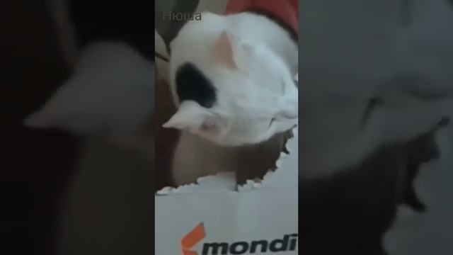 Антистресс для кошки.