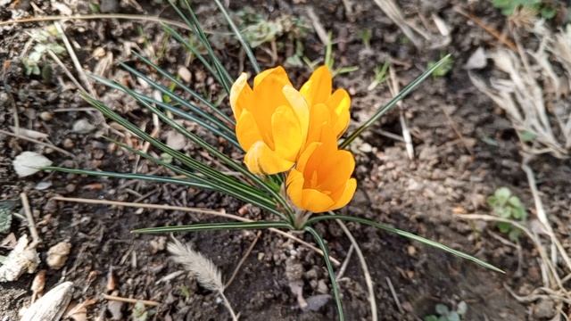video_2025-03-06_13-11-22