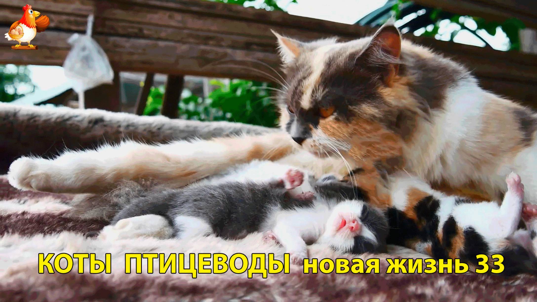 Коты птицеводы со своими подопечными 😹🐈🐈 Новая жизнь – выпуск (33) ❣️🤗😂