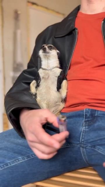 Смешавки.