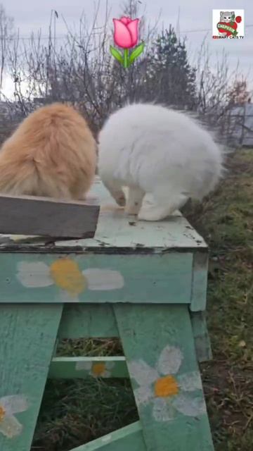 Всех Дам с наступающим праздником Всем Мира Любви Счастья 🌞🌷❤️😻🌎