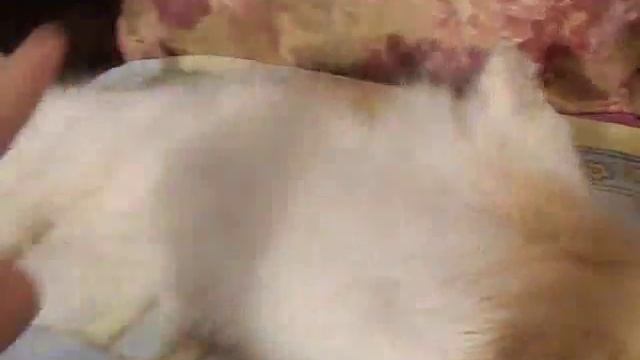 Любимая считалочка кошки Даши.