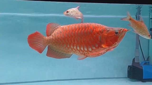Super Red Sumo Arowana | Arowana Fish @LankaPetFish #lankapetfish #arowana_fish #redarowana #arowan