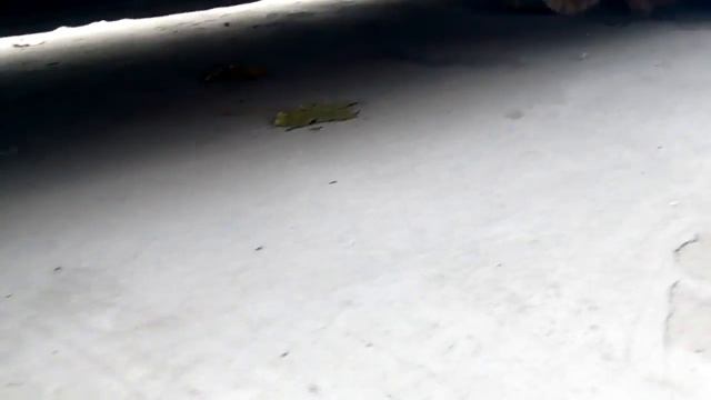 Кошки мышки! Погоня в Белгороде!
