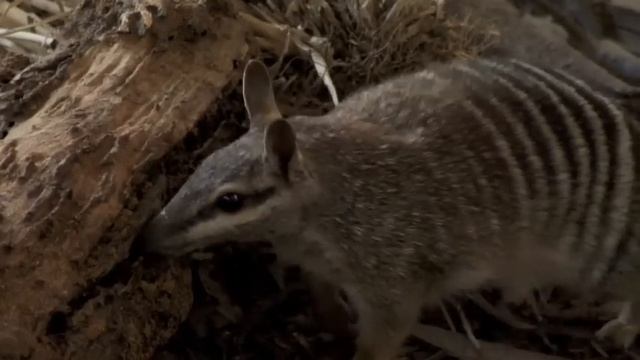 Numbat - Life in Captivity