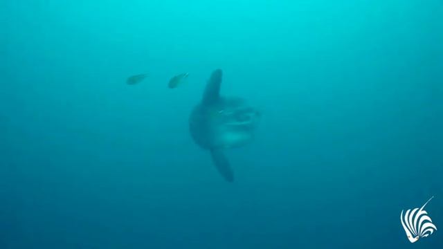 Nautilus Diving