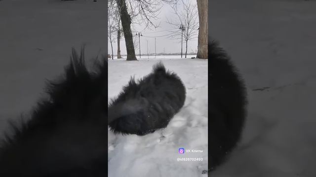 clip826702493_456239504-1.mp4