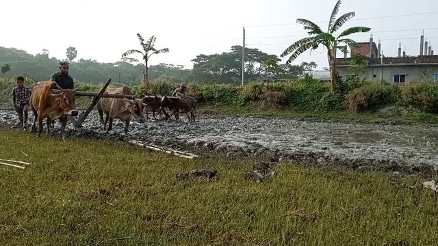 Dad teaches his son Rough cultivation
