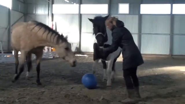 Уроки верховой езды. Практические аспекты работы с лошадью. Положительные мотиваторы 2021