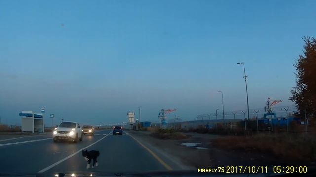 Четвероногий пешеход