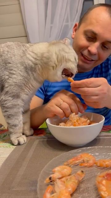 Самый умный кот🤗вот так нужно просить вкусняшки☺️ #юмор #котики #приколысживотными