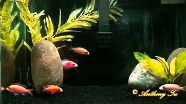 Aulonocara sp "dragon blood" - HD