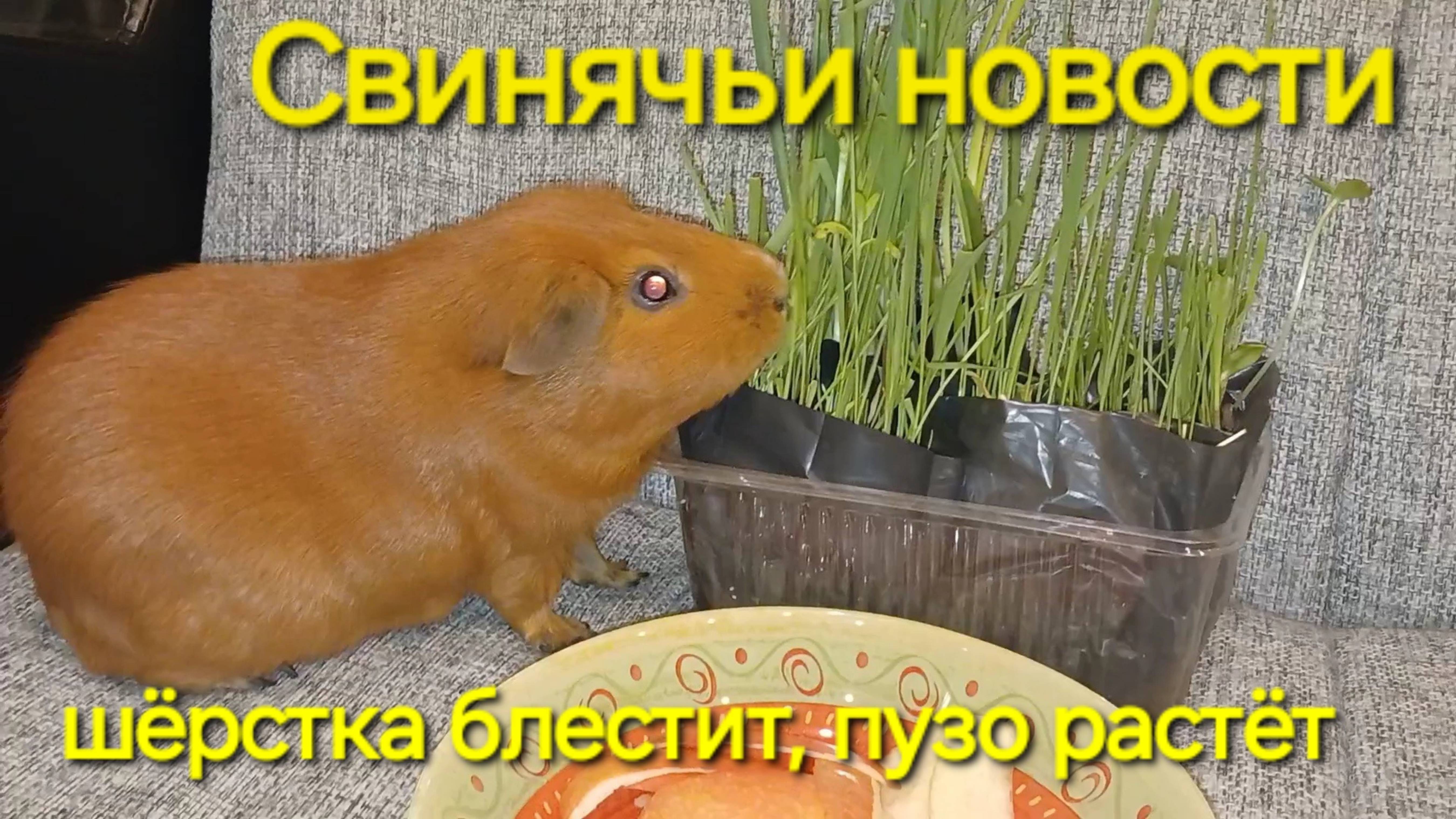 Давно не виделись, но у Пирожка без перемен - снова ест