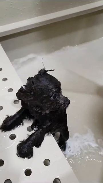 🖤