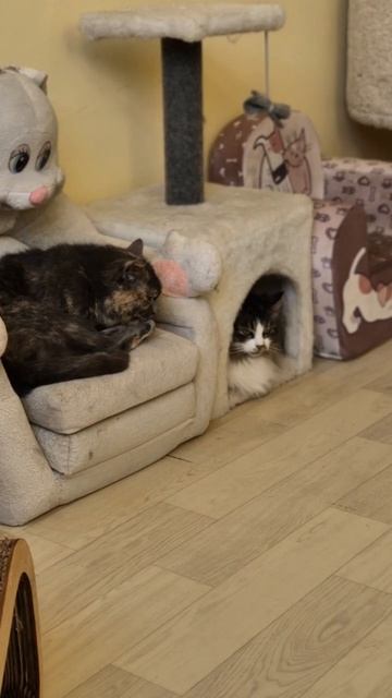 Которелакс