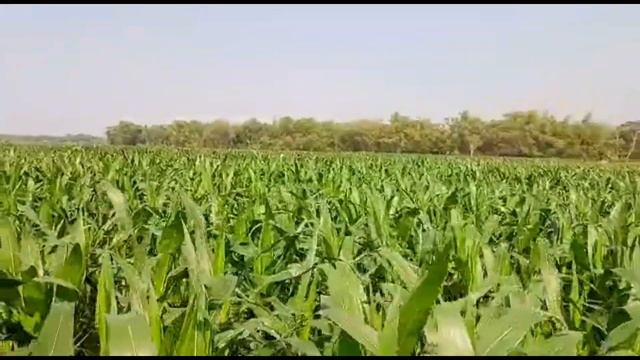 pertumbuhan jagung di usia sebulanan