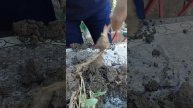 نبته لسان العصفور او الملعقه