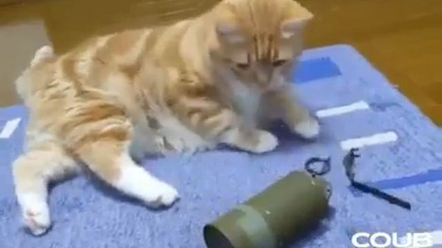 Cat Firing a BOMB !