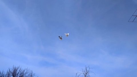 Николаевские голуби Драганова Виталя.
