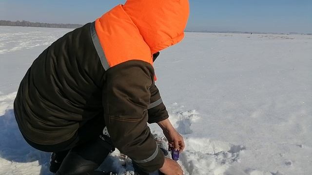 Щука на жерлицы. Взвешиваем улов. Отличные щуки.