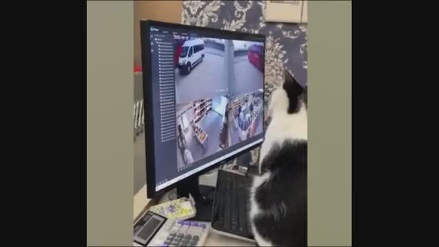 Коты защитники