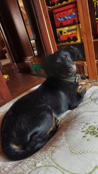 Чаппи ищет МамПап.