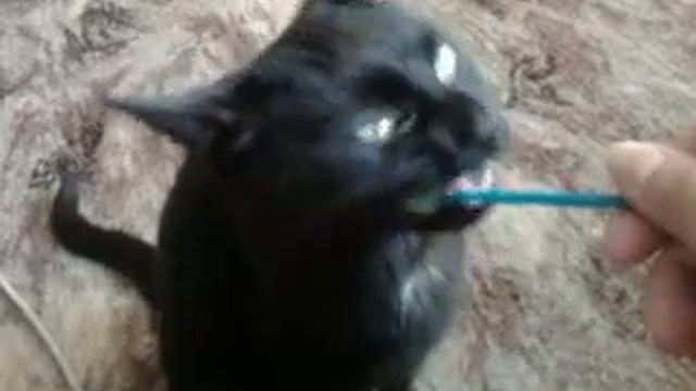 Кошка и чупа чупс