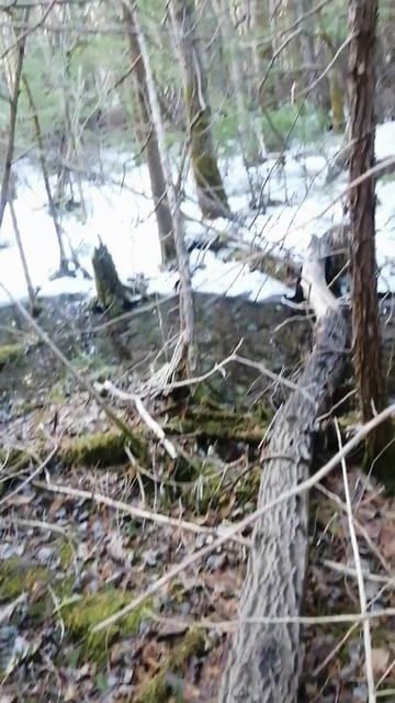 April 9th 2023 enjoying trailblazer extending trail number 5 checking out Beaver firing shotgun(1)
