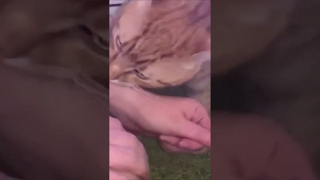 Котики vs рука