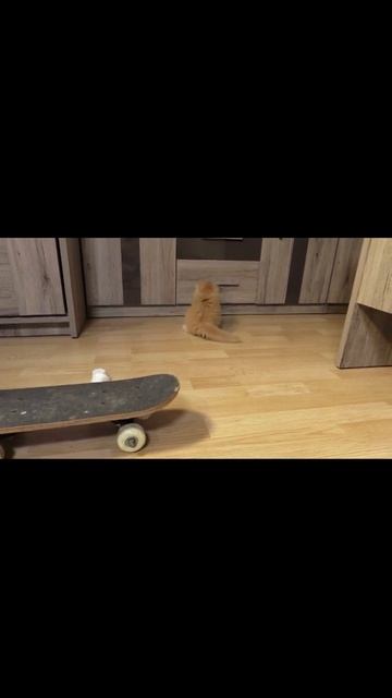 Kitten Craziness: Watch These Adorable Cat Get Up to Mischief #cat #cats #shorts
