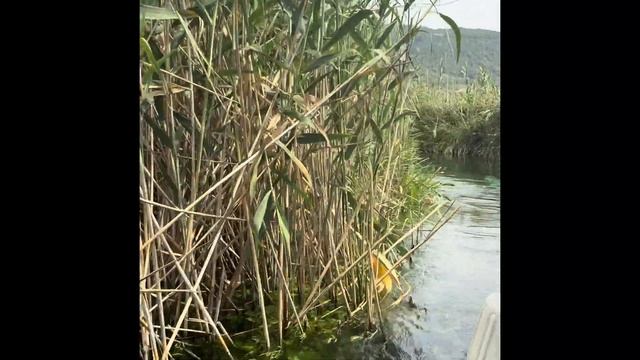 📍Muğla Ula Akyaka Azmak nehri Tekne turu videosu iyi seyirler 🦢🐠⛰️