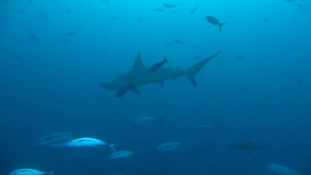 Galapagos Diving  2016