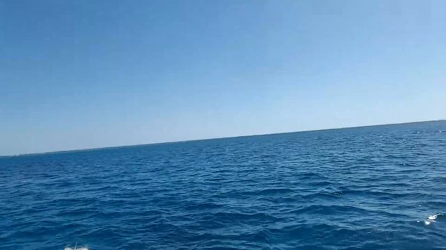 marsa Alam już dom delfinów z nami
