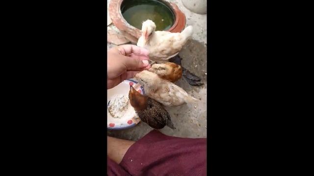 How To Feed Your Chicks,Hen,Murga | #howtofeedchicks