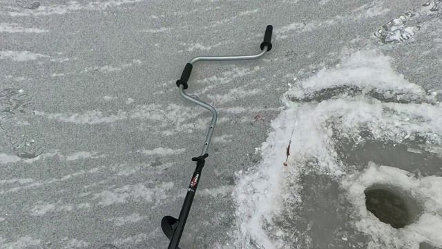 Тут рыбы нет (директор стадиона), а она есть!